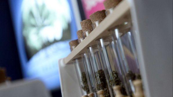 Cassazione: è reato vendere i prodotti derivati dalla cannabis con "efficacia drogante"
