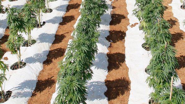 Canada: Senato approva marijuana legale, attesa Camera