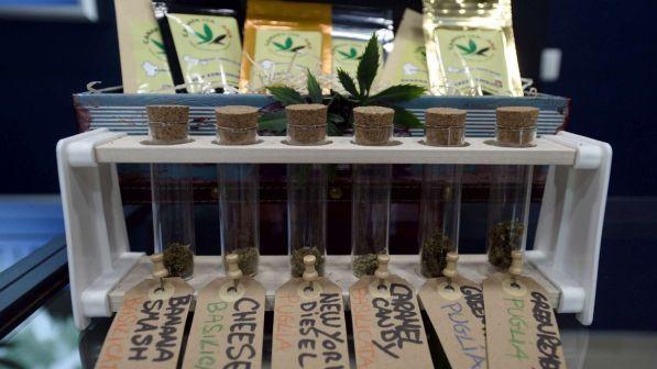 Cannabis light, Riesame di Genova: stop sequestri se Thc non supera lo 0,5%