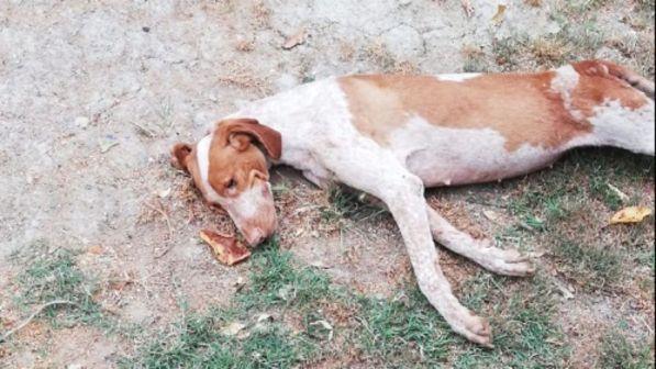 Cagnolina si lascia morire di dolore dopo essere stata abbandonata quattro volte | I volontari: "Non abbiamo fatto in tempo a salvarla"