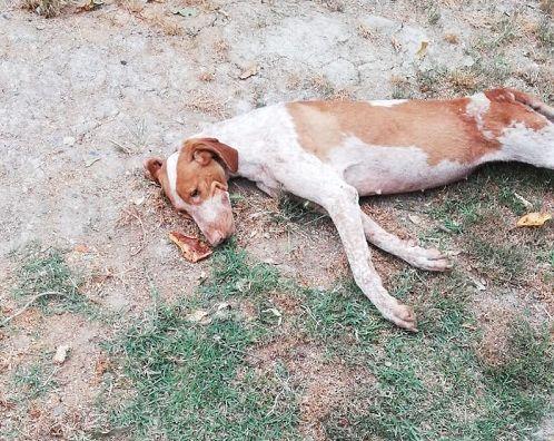 Ciko, il cane da caccia abbandonato dal padrone perché senza fiuto