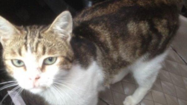 Russia, fermato "gatto spacciatore": trasportava droga nel collare
