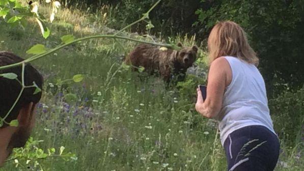 Turisti inseguono mamma orsa e i cuccioli per una foto: due si perdono | Il Parco d'Abruzzo: "Basta con questi comportamenti"