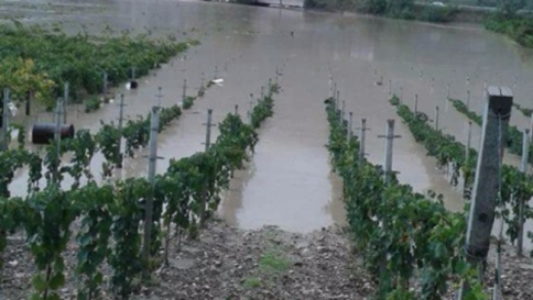 benevento,alluvione,danni,vino