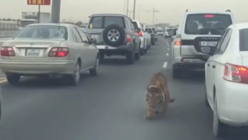 Qatar, tigre passeggia in autostrada e semina il panico: traffico in tilt a Doha