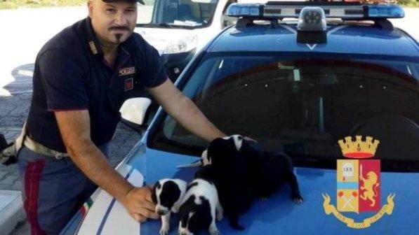 Ascoli, cagnolini abbandonati su una superstrada seminano il panico tra gli automobilisti
