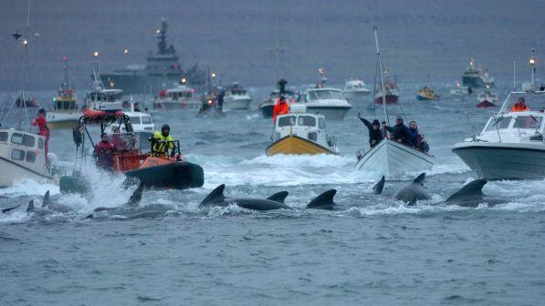 Islanda, dopo 17 anni si ferma la caccia alle balene ma il Giappone ricomincia