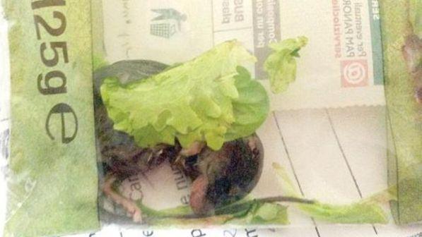 Genova, coppia trova topo all'interno della busta dell'insalata