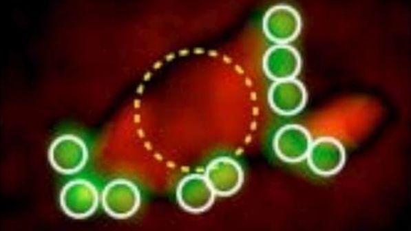 Tumori, nanoparticelle "armano" le difese immunitarie contro il cancro