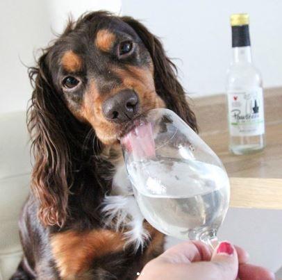 Dalla Gran Bretagna arrivano birra e prosecco per cani e gatti