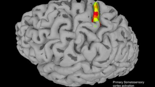 Usa, elettrodi nel cervello "riaccendono" il tatto in un uomo paralizzato