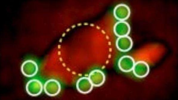 Neutralizzato il "mantello dell'invisibilità" dei tumori: ricerca guidata da un italiano