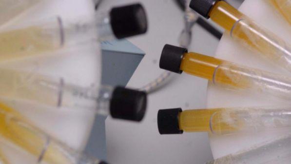 Doping shock, positivo un ciclista di 14 anni: sospeso dal Coni