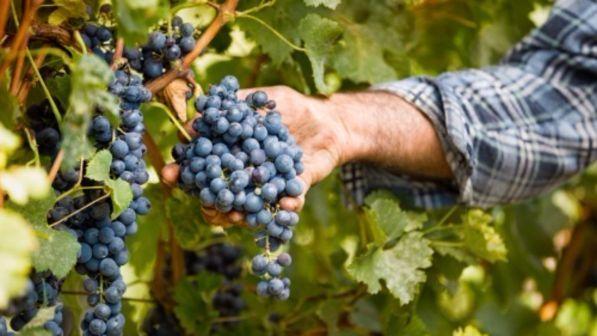 Truffa del falso bio: ecco quanto costa agli italiani