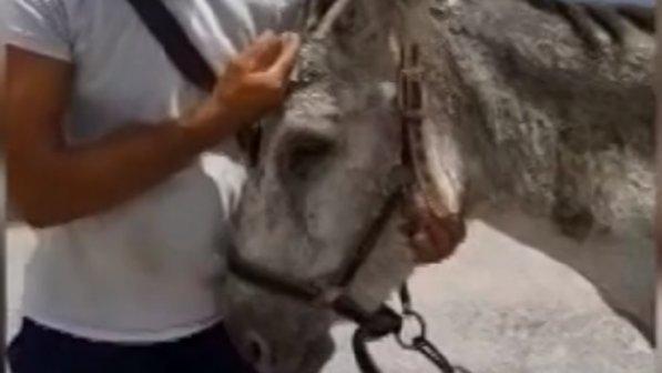 Addio a Camilla, l'asinella sopravvissuta a Stromboli | Una morte inaspettata