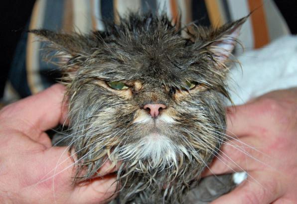 Felix, il gatto che è sopravvissuto a un lavaggio completo in lavatrice