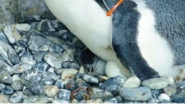 Acquario di Genova, nato un pulcino di pinguino Papua