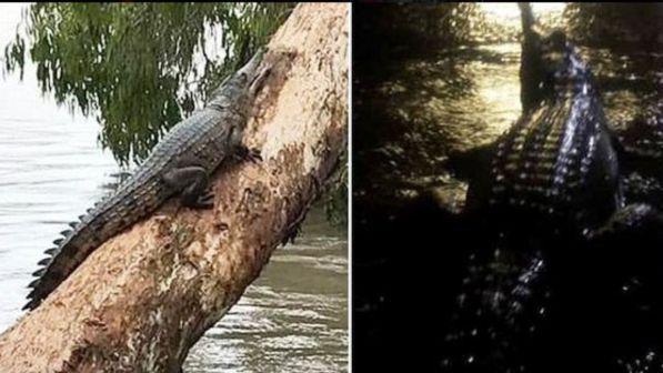 Inondazioni record in Australia, coccodrilli e serpenti nelle strade allagate