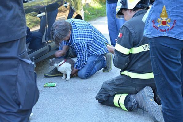 Amatrice, salvato un gatto 32 giorno dopo il sisma: era rimasto imprigionato tra le macerie