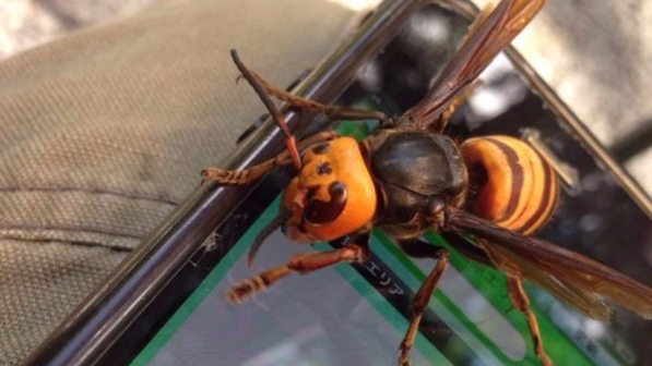 Modena, giardiniere 53enne muore dopo punture di vespe