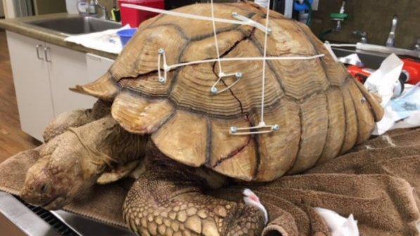Usa, tartaruga si rompe il guscio: lo riparano con viti e fascette
