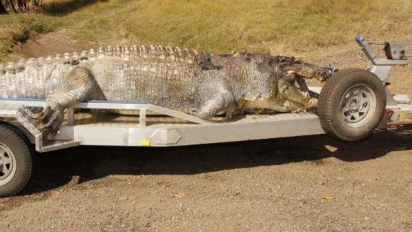 Australia, coccodrillo gigante ucciso nel fiume: la polizia indaga