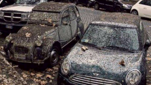 roma lungotevere guano piccioni