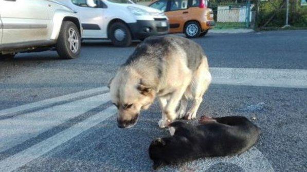 Roma, cane veglia per ore l'amico a quattro zampe investito in strada
