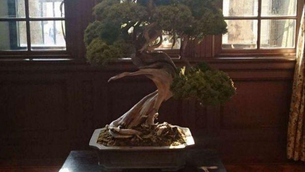 Rubati sette bonsai di grande valore in Giappone, l'appello dei proprietari: "Sono come figli di 400 anni"