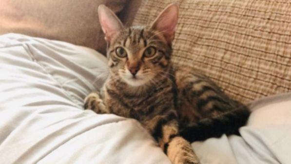 Gioia Tauro, un gatto entra in classe: il bidello lo uccide a bastonate davanti ai bambini