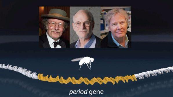 Nobel per la Medicina a Hall, Rosbash e Young: "padri" dell'orologio biologico