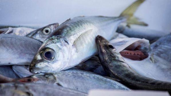 Scatta il "Fish Dependence Day", l'Ue ha esaurito le proprie scorte di pesce