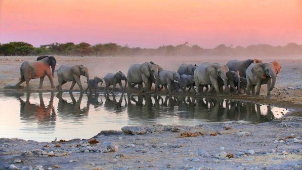 Emergenza siccità in Namibia, il governo mette all'asta mille animali selvatici