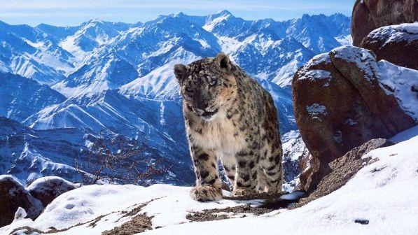 "Planet Earth II", dalla BBC arriva il documentario dei record