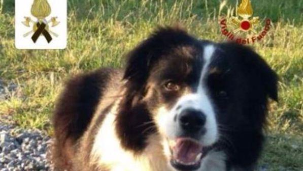 Morta cercando un disperso, Amatrice dedica una statua al cane-eroe Camilla