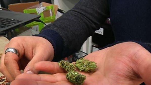 Federcanapa: "Sentenza non obbliga alla chiusura dei negozi di cannabis" | Commercianti pronti a una class action