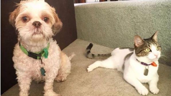 Capodanno, come evitare lo stress da botti per cani e gatti