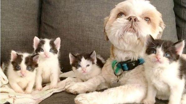 Prima si "innamora" di una gatta a tre zampe e poi "adotta" 74 micetti: la storia del cane dal cuore d'oro