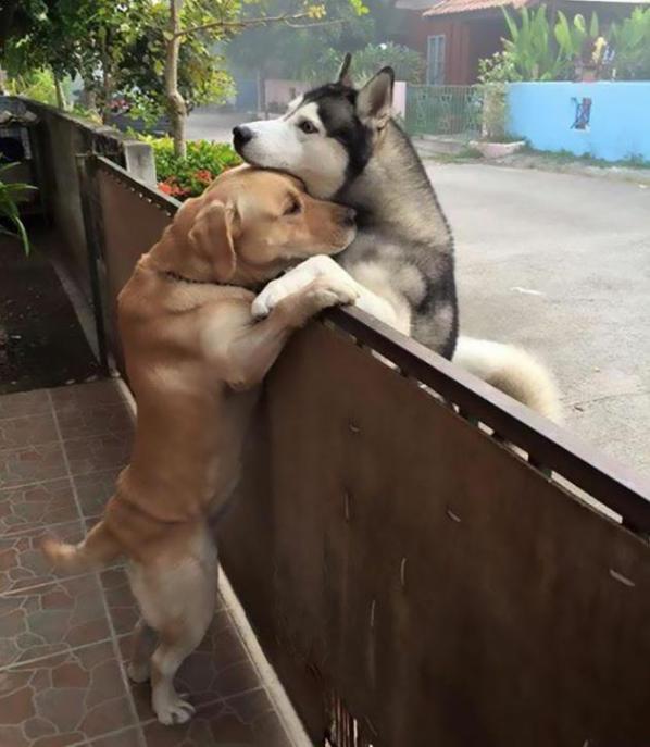 L'abbraccio tra il labrador e l'husky: l'amicizia non è cosa solo da umani