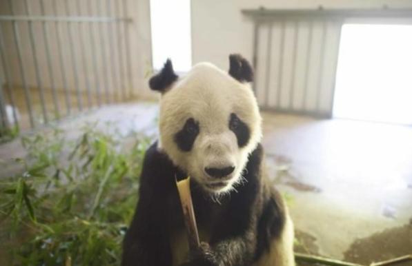 Cina, è morto Pan Pan: era il panda gigante più vecchio al mondo