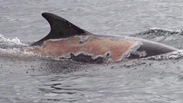 Salvato nelle coste del Regno Unito un delfino ustionato