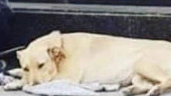 Barcellona, agente spara e uccide il cane di un senzatetto: associazioni e cittadini protestano in piazza