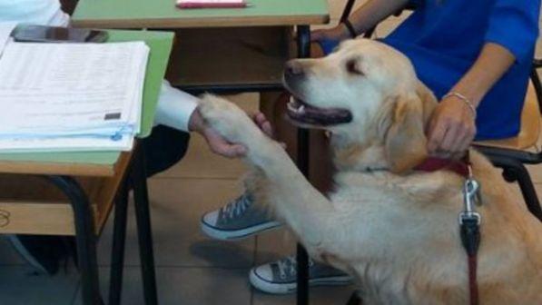 Lucca, da mesi in stato di minima coscienza: reagisce con la pet therapy
