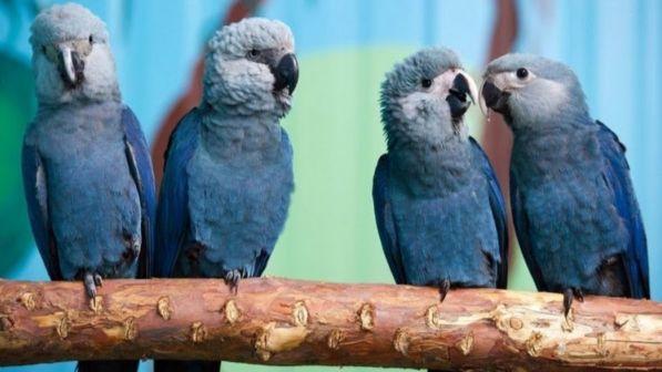 Addio all'ara di Spix: si è estinto il pappagallo blu protagonista di "Rio"