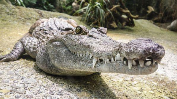 E' caccia a un coccodrillo sparito da un circo nel Nuorese