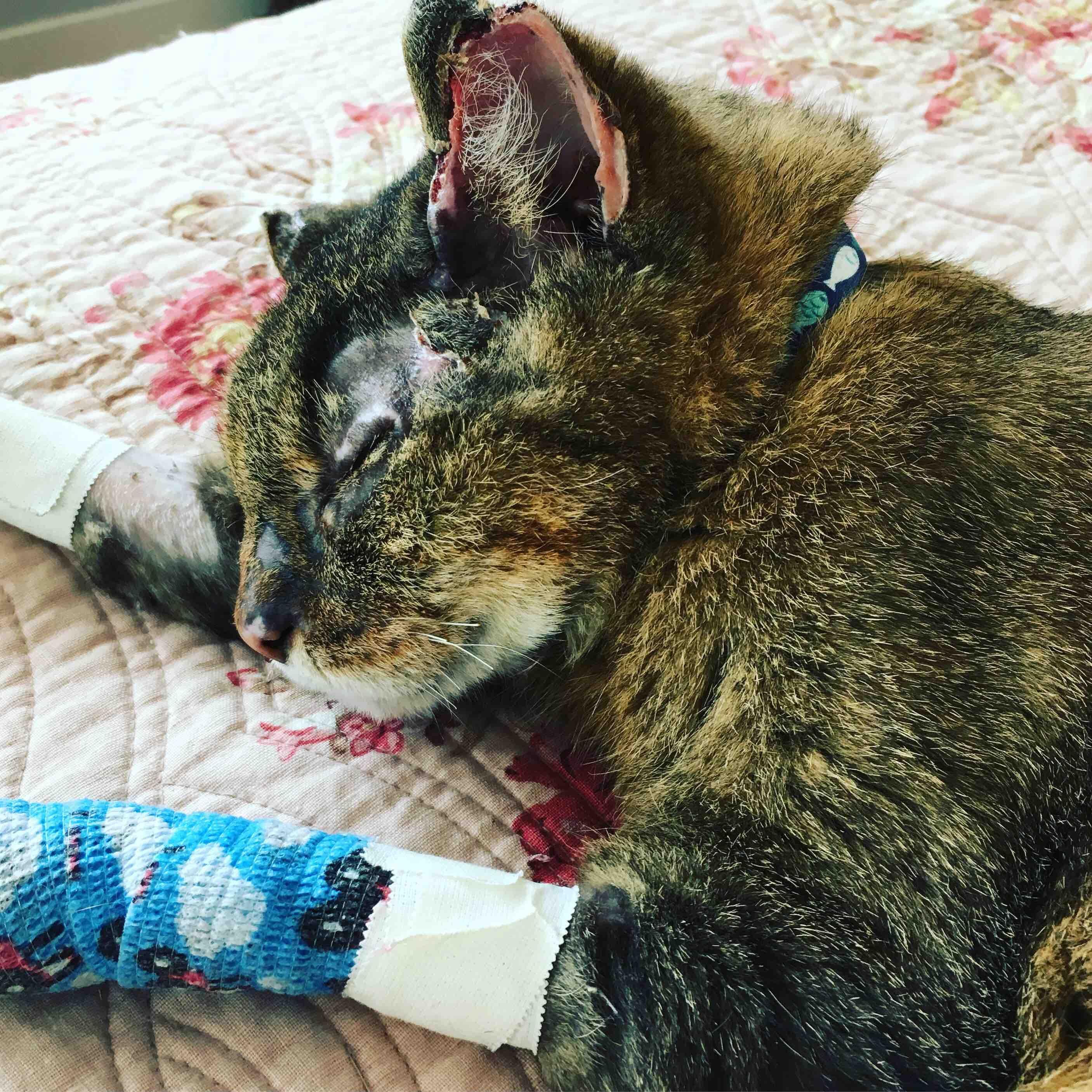 Usa, gatto smarrito 10 anni prima viene ritrovato ustionato durante gli incendi in California: ora è di nuovo a casa