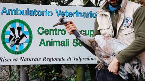 Brescia, Wwf lancia l'allarme: rarissima gru presa a fucilate