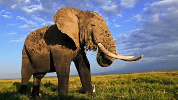 Kenya, turista italiano 66enne muore calpestato da un elefante