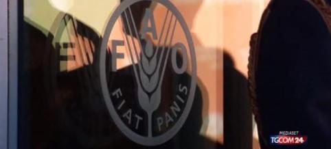 truffa fao