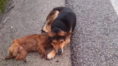 randagi cani